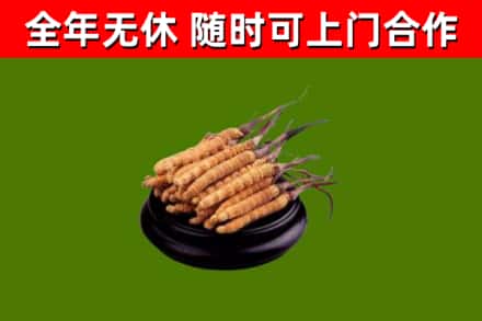 琼中回收散虫草