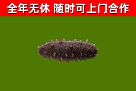 琼中回收海参干